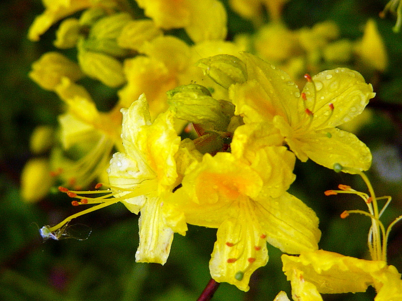 gelber rhododendron