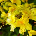 gelber rhododendron