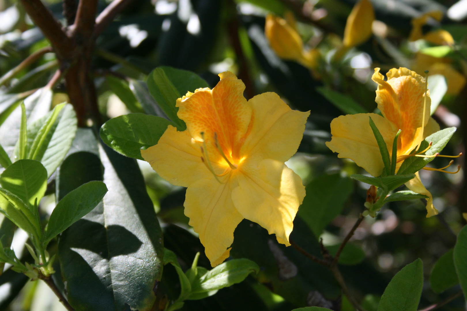 gelber Rhododendron