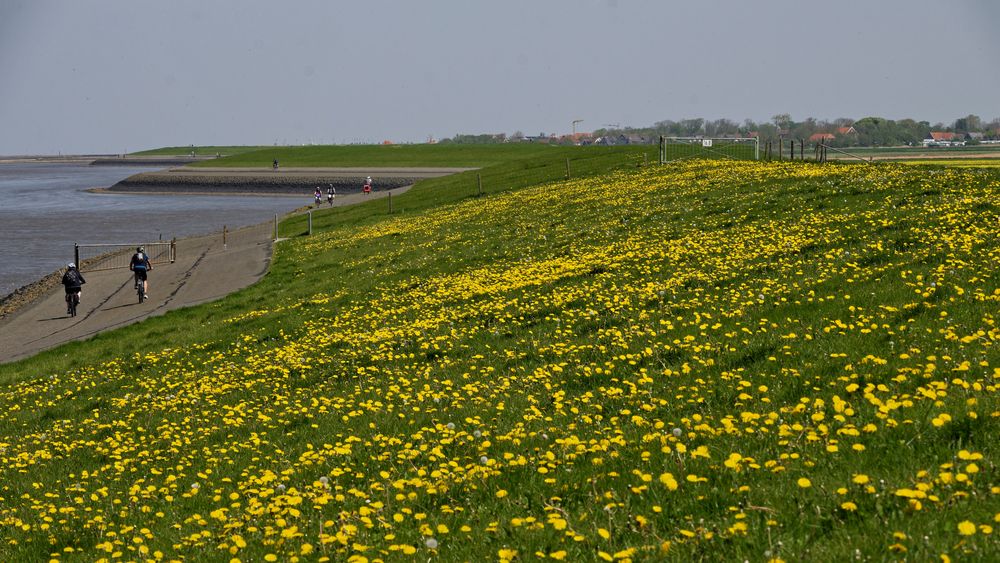 Gelber Schardeich bei Ostbense zwischen Bensersiel und Neuharlingersiel ... 