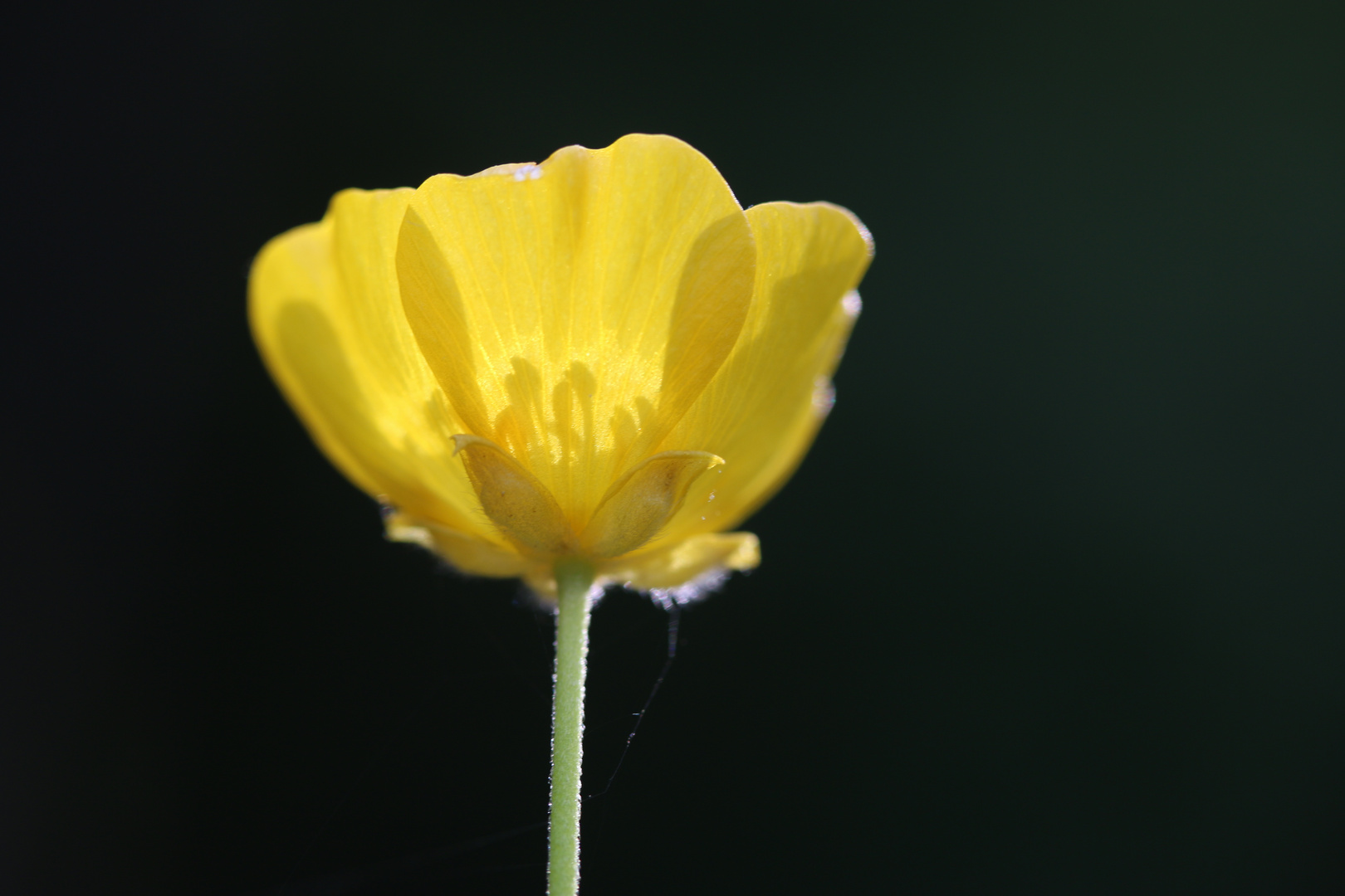 Gelb.er Schatten - CH ...´14