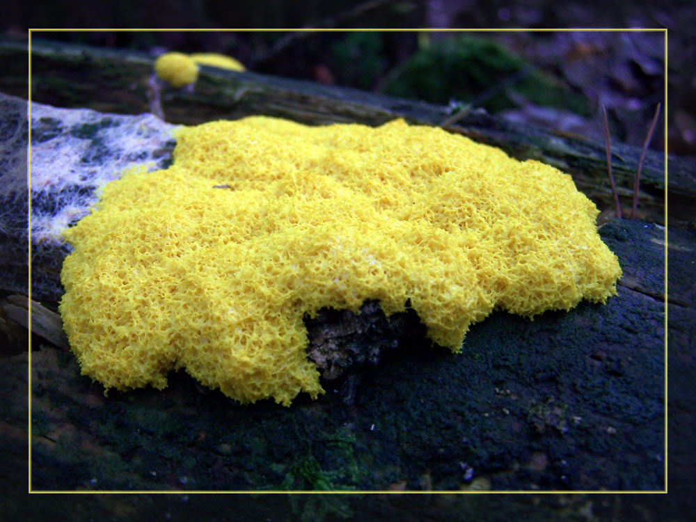 Gelber Schaum Foto & Bild pflanzen, pilze & flechten, pilze & flechten, natur Bilder auf
