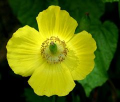 Gelber Scheinmohn