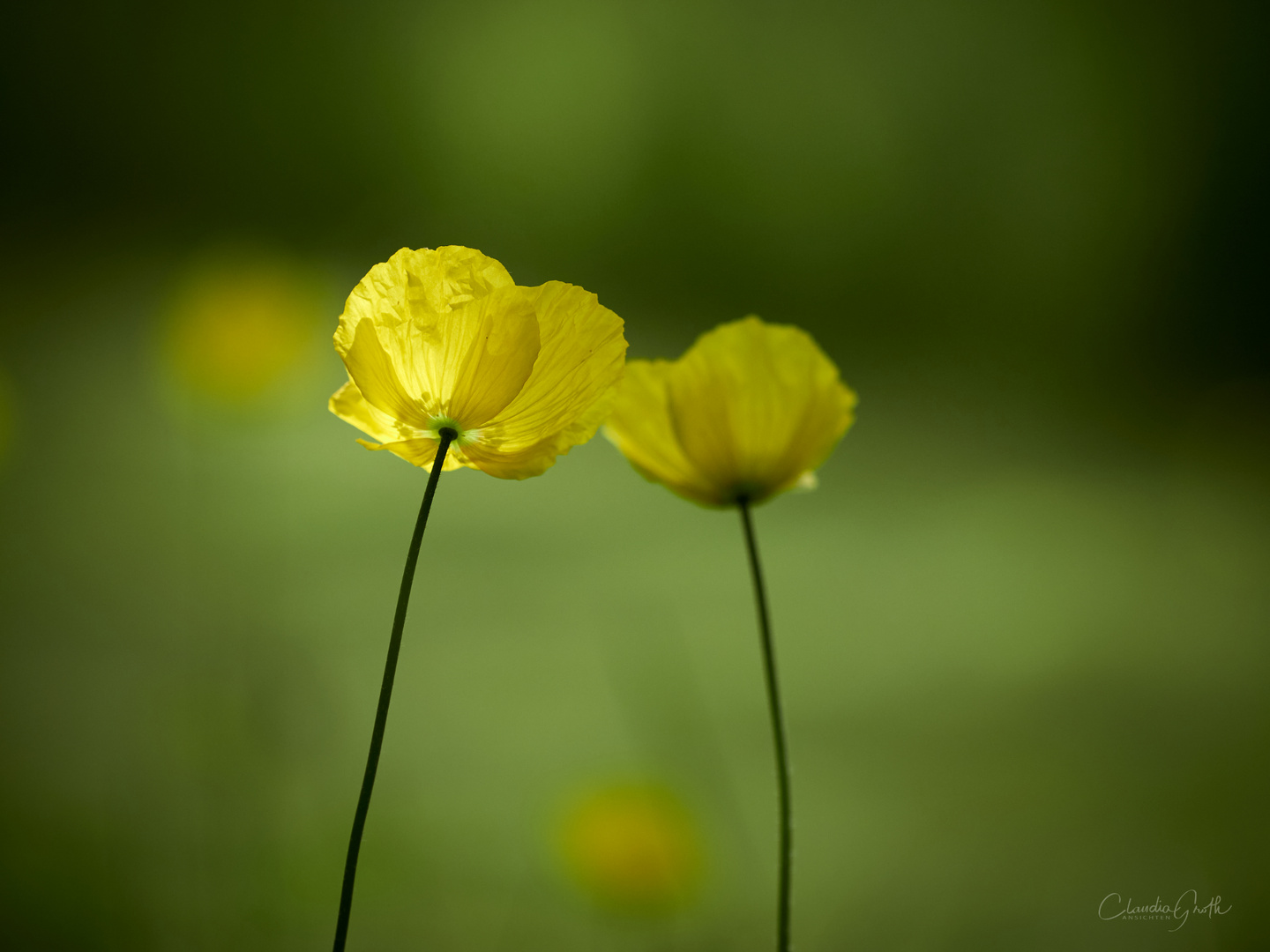 Gelber Scheinmohn