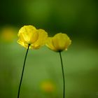 Gelber Scheinmohn