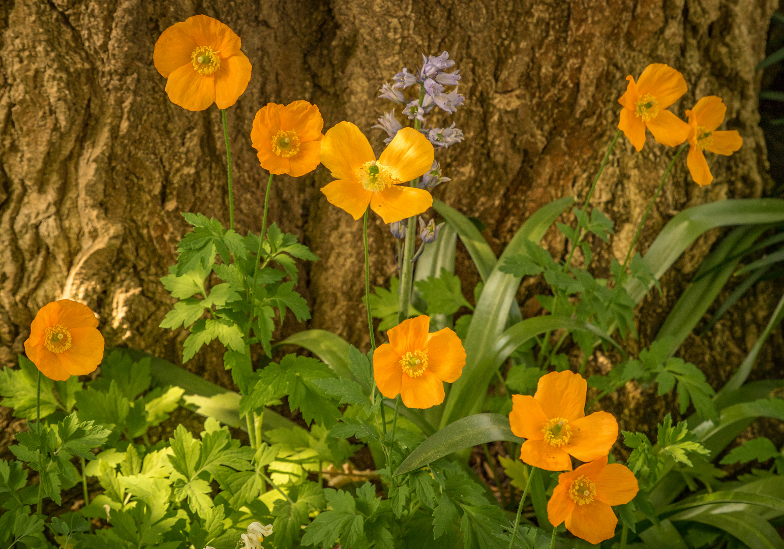 Gelber Scheinmohn - Berggarten/Hannover