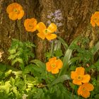 Gelber Scheinmohn - Berggarten/Hannover