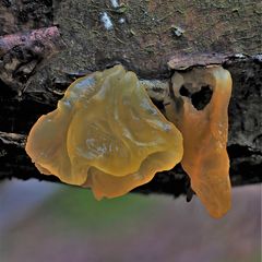 Gelber Schichtpilz-Zitterling, TREMELLA AURANTIA