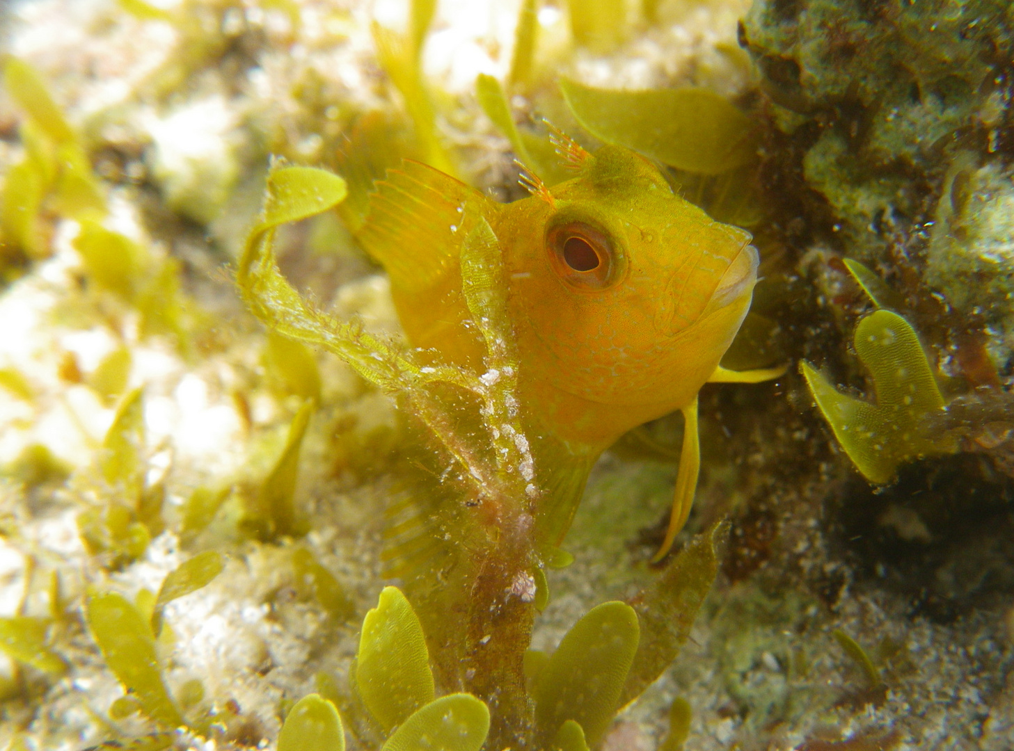 Gelber Schleimfisch (Parablennius pilicornis)