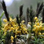 gelber Schleimpilz auf Moos (Gelbe Lohblüte, Fuligo septica)