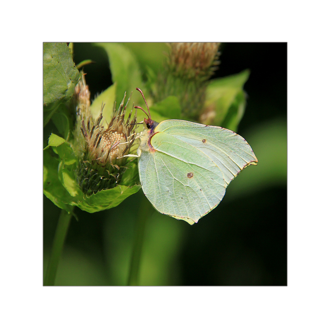 Gelber Schmetterling