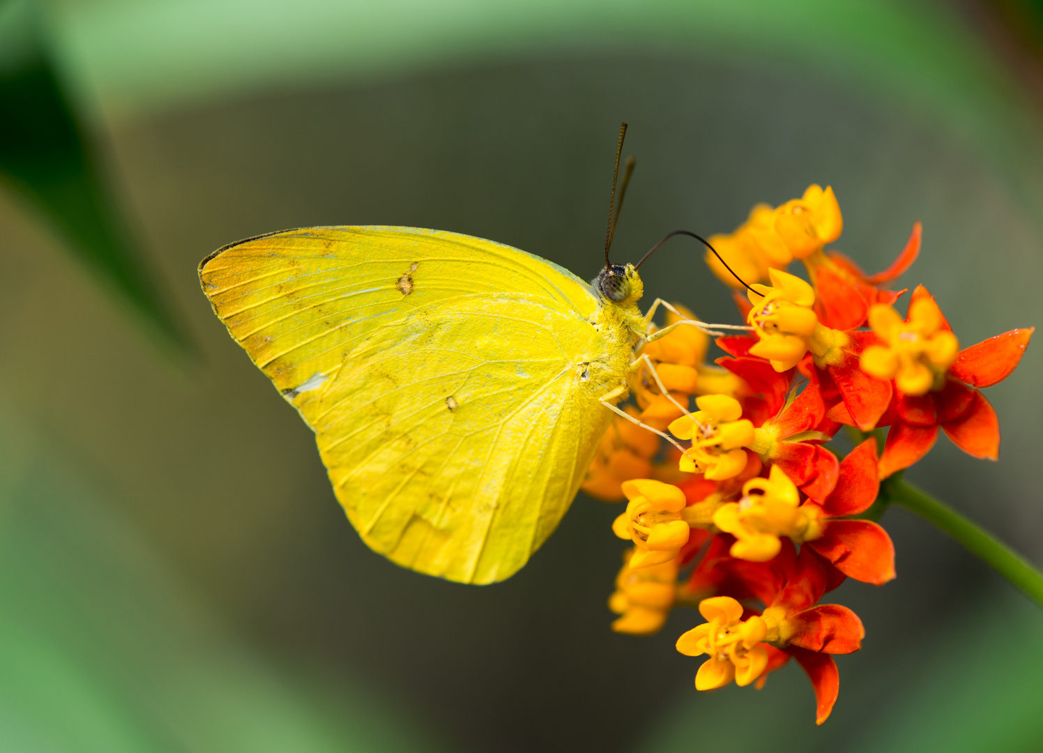 gelber Schmetterling
