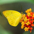 gelber Schmetterling