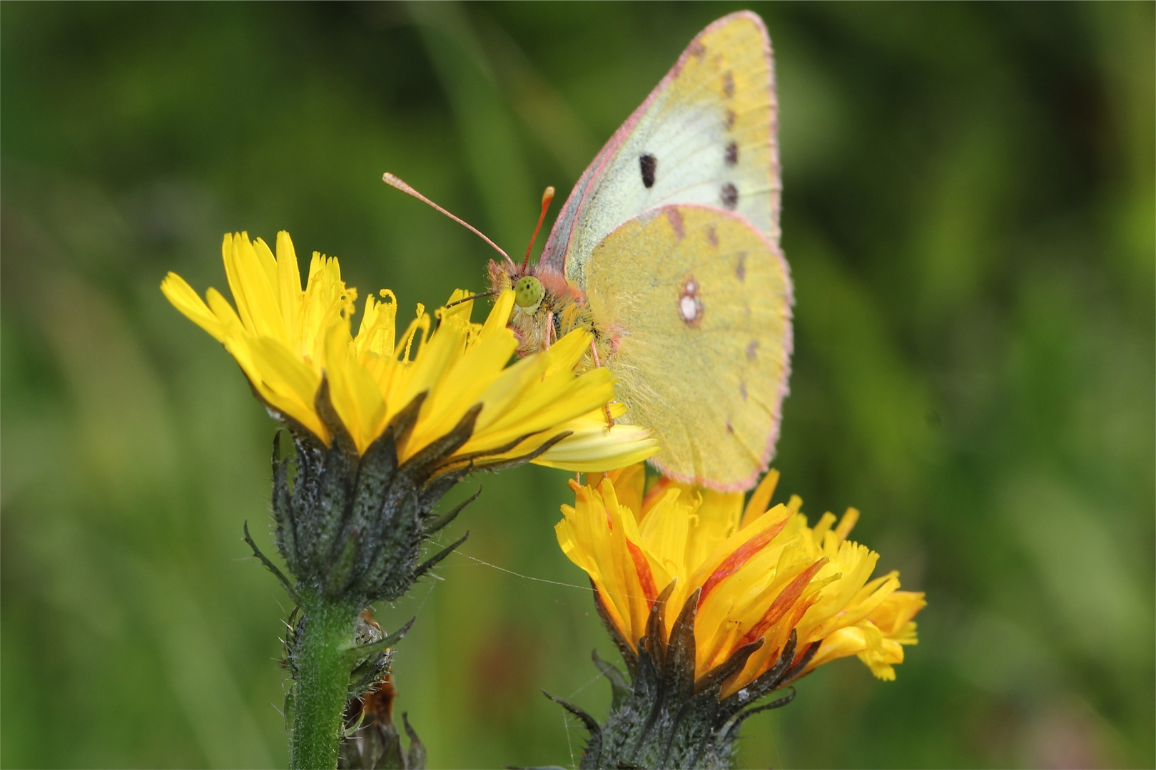 gelber Schmetterling