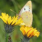 gelber Schmetterling