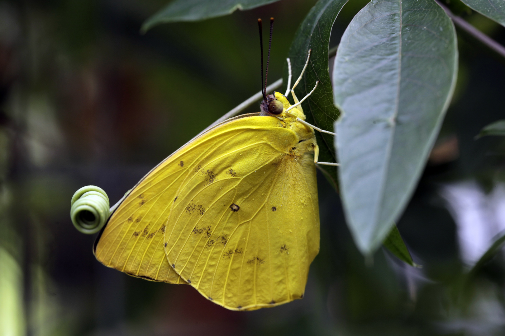 gelber Schmetterling