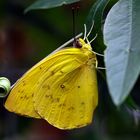 gelber Schmetterling