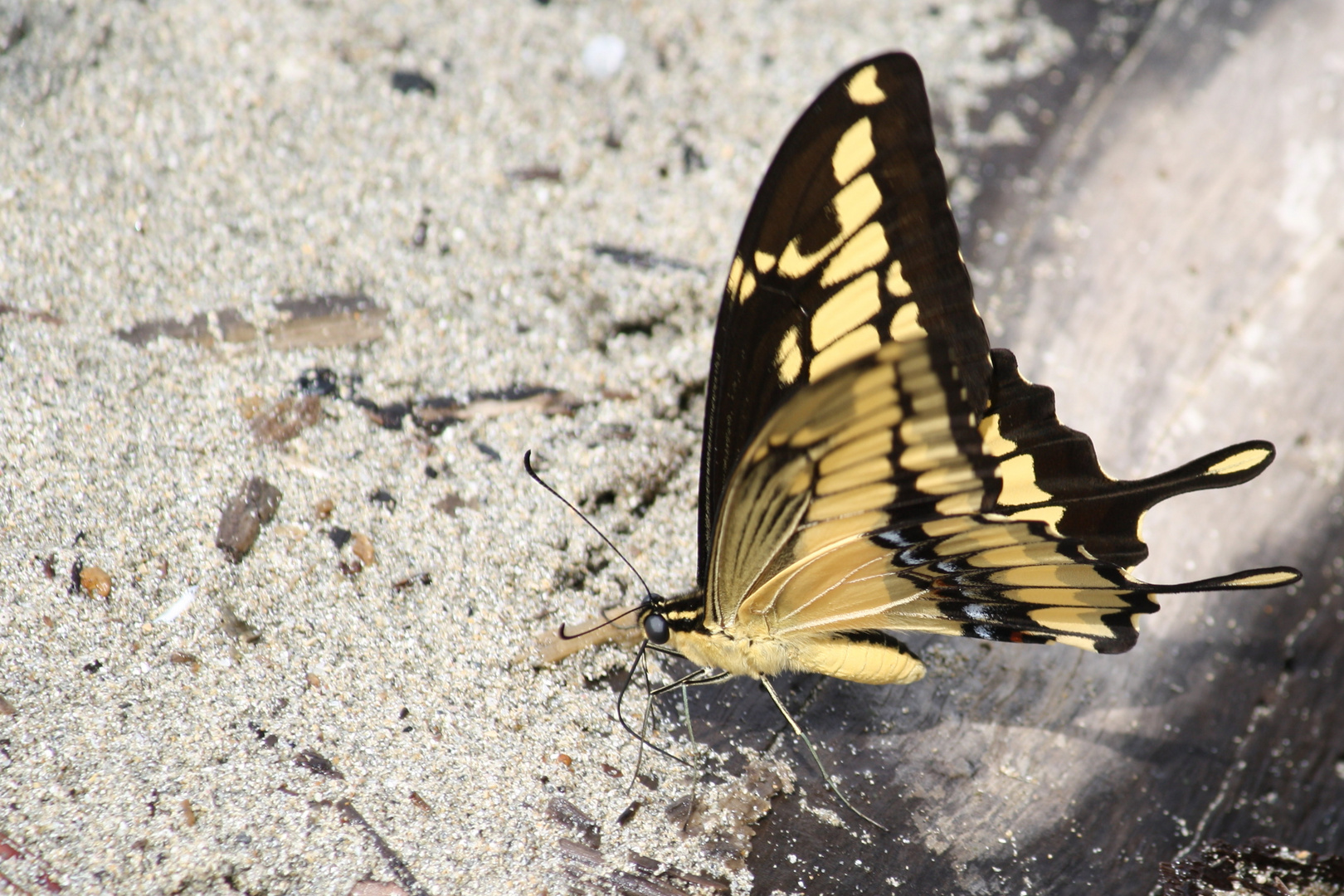 Gelber Schmetterling