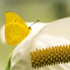 Gelber Schmetterling