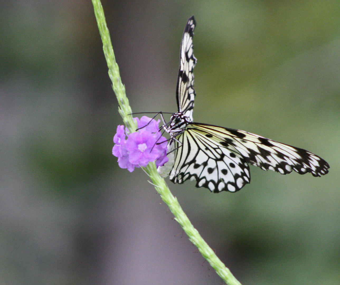 gelber Schmetterling