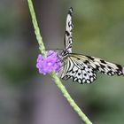 gelber Schmetterling