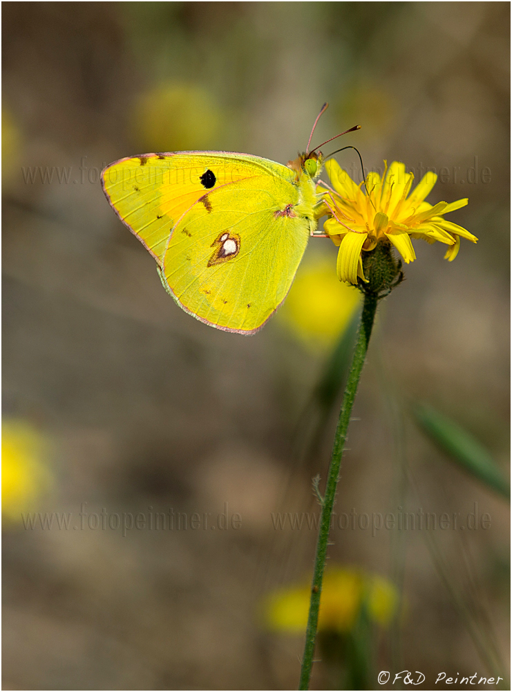 Gelber Schmetterling, Colias croceus von Josi Peintner 