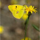 Gelber Schmetterling, Colias croceus