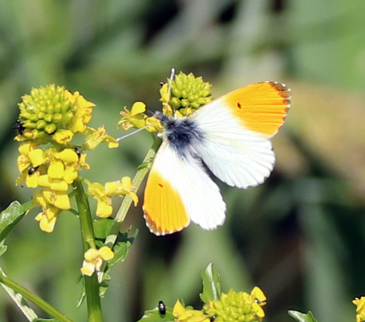 gelber schmetterling