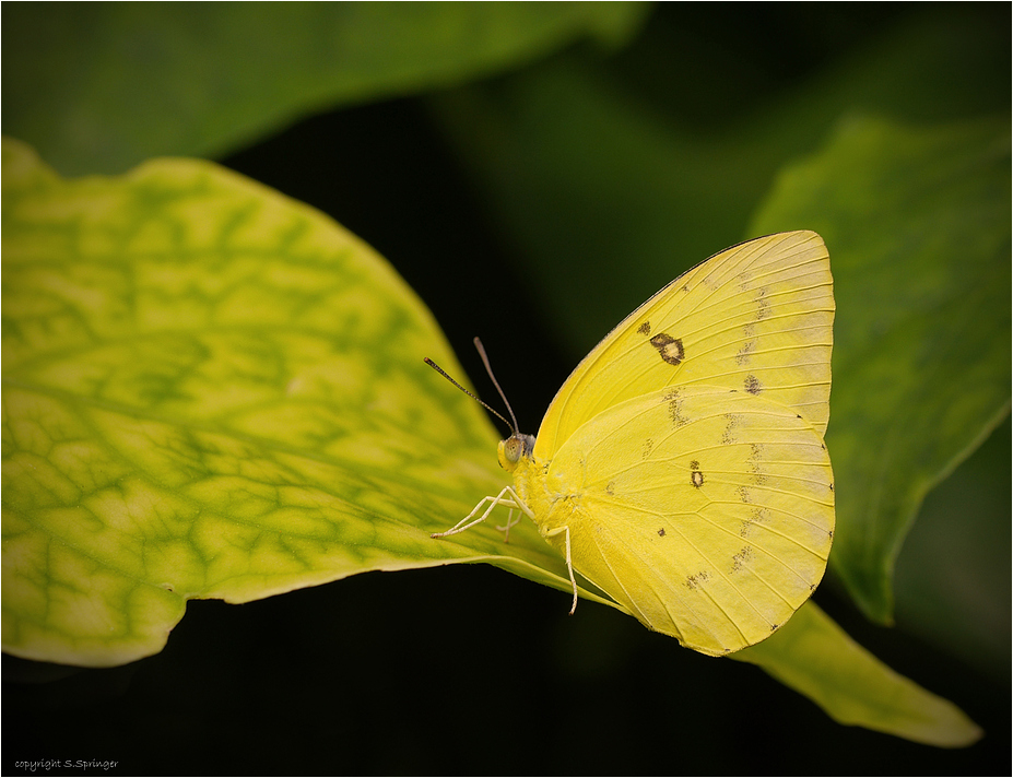 gelber Schmetterling