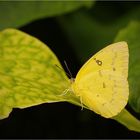 gelber Schmetterling