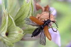 Gelber Schneckenhauskäfer (Drilus flavescens) - Männchen