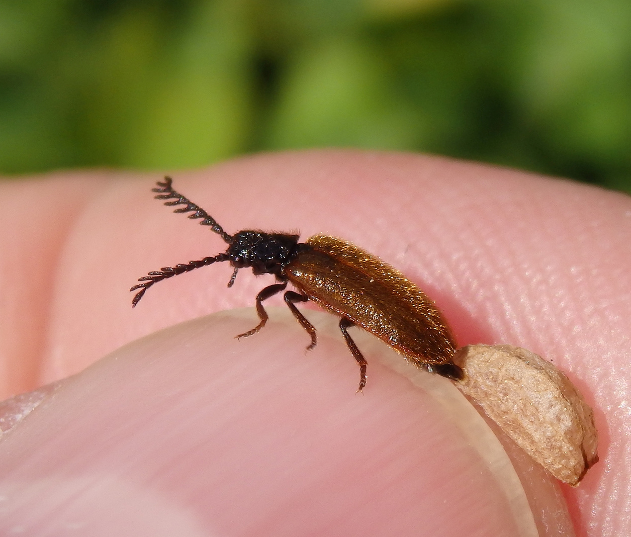 Gelber Schneckenhauskäfer (Drilus flavescens) - Männchen