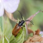 Gelber Schneckenhauskäfer (Drilus flavescens) - Männchen