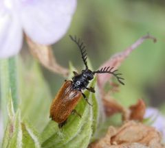 Gelber Schneckenhauskäfer (Drilus flavescens) - Männchen