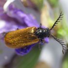 Gelber Schneckenhauskäfer (Drilus flavescens) - Männchen