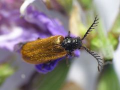 Gelber Schneckenhauskäfer (Drilus flavescens) - Männchen