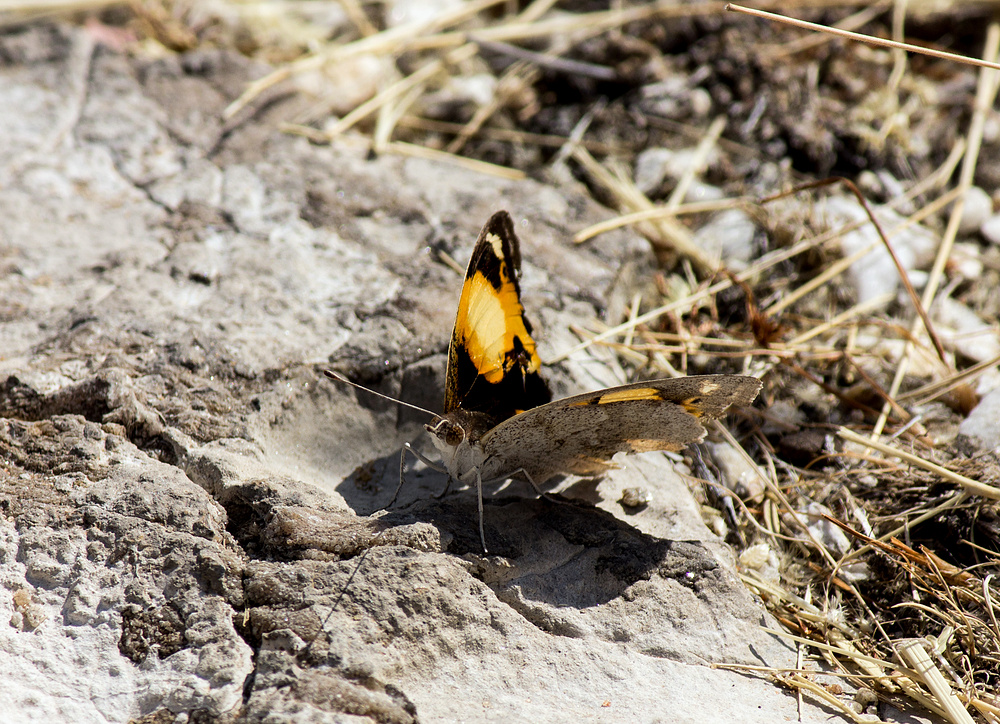 Gelber Schöner - Junonia hierta