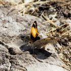 Gelber Schöner - Junonia hierta