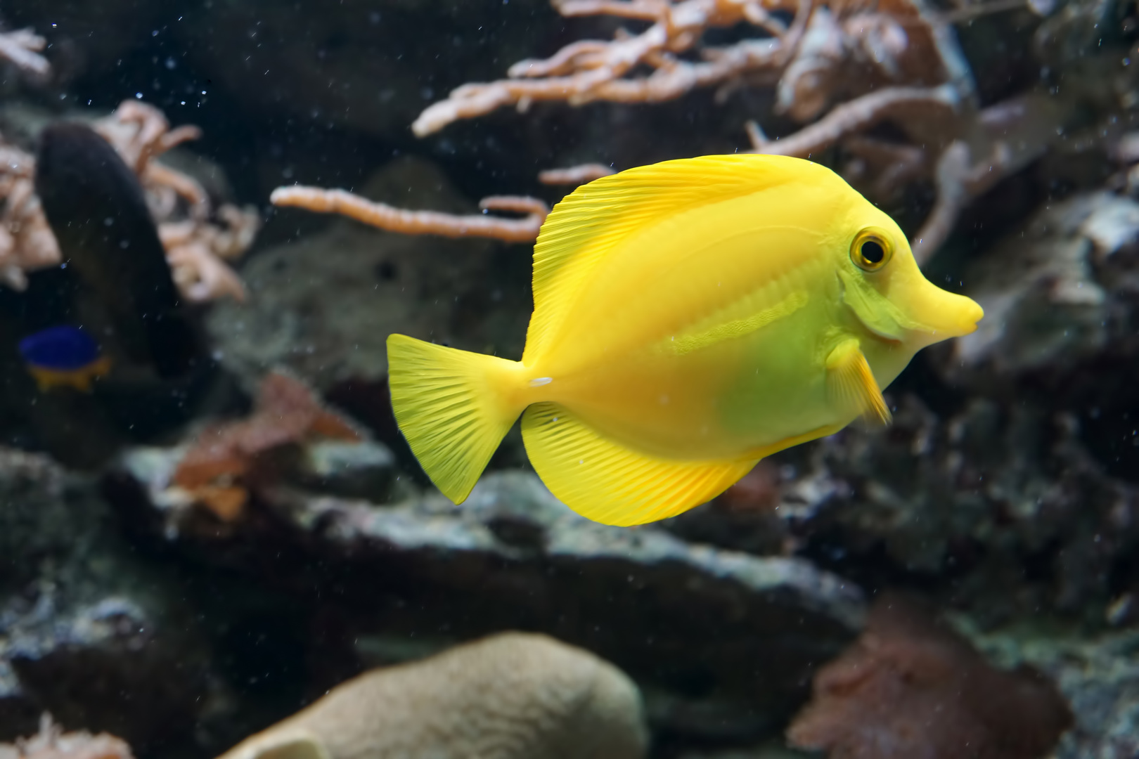Gelber Segelflossen Doktorfisch