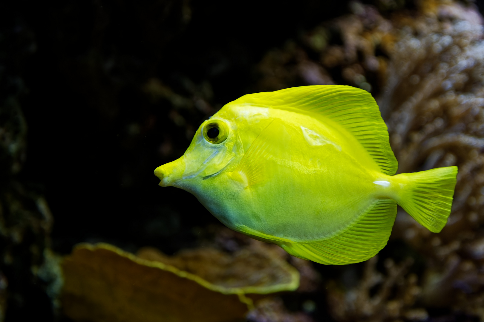 Gelber Segelflossen-Doktorfisch