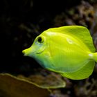 Gelber Segelflossen-Doktorfisch