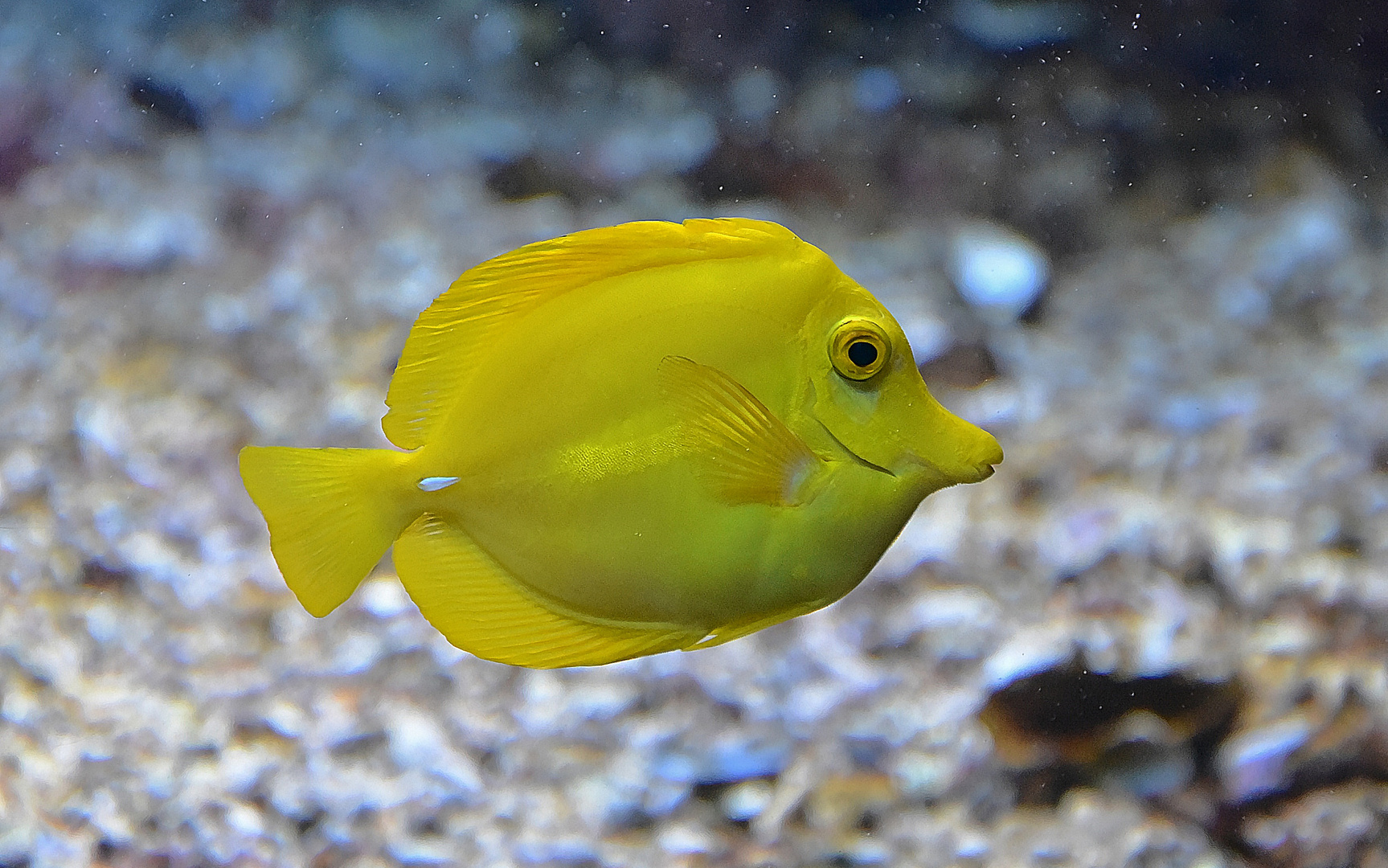 Gelber Segelflossendoktor (Zebrasoma flavescens) 