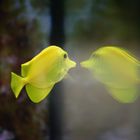 Gelber Segelflossendoktor (Zebrasoma flavescens), yellow tang