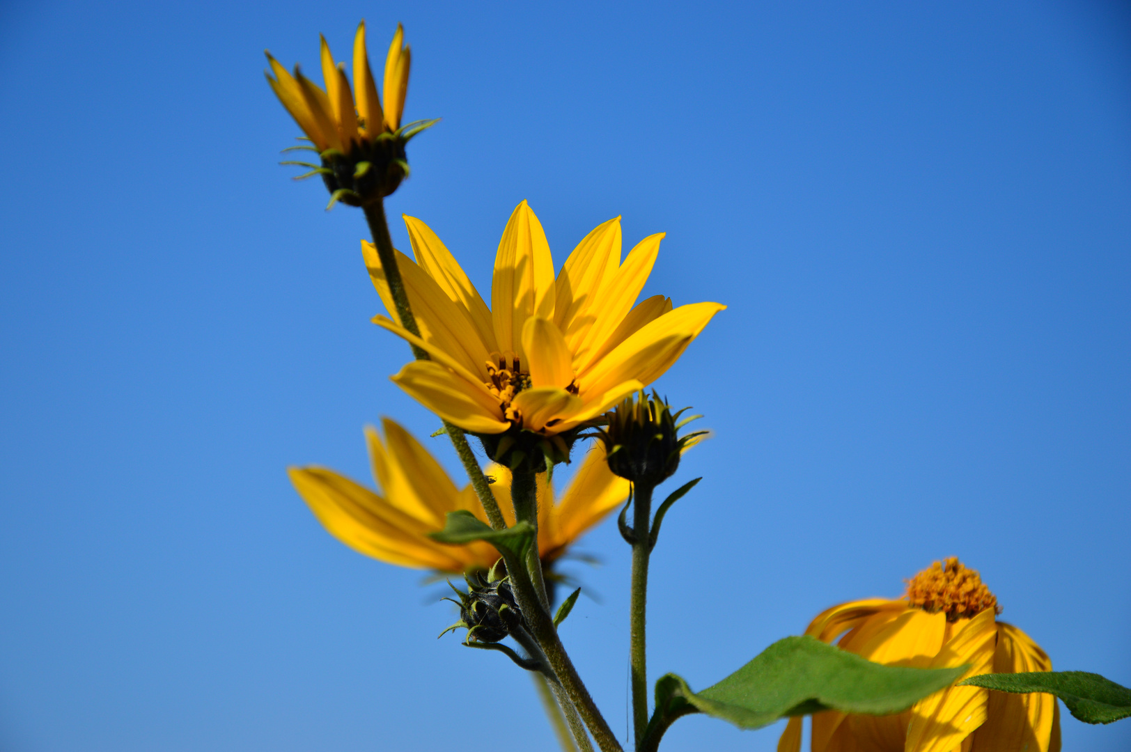 Gelber Sommer