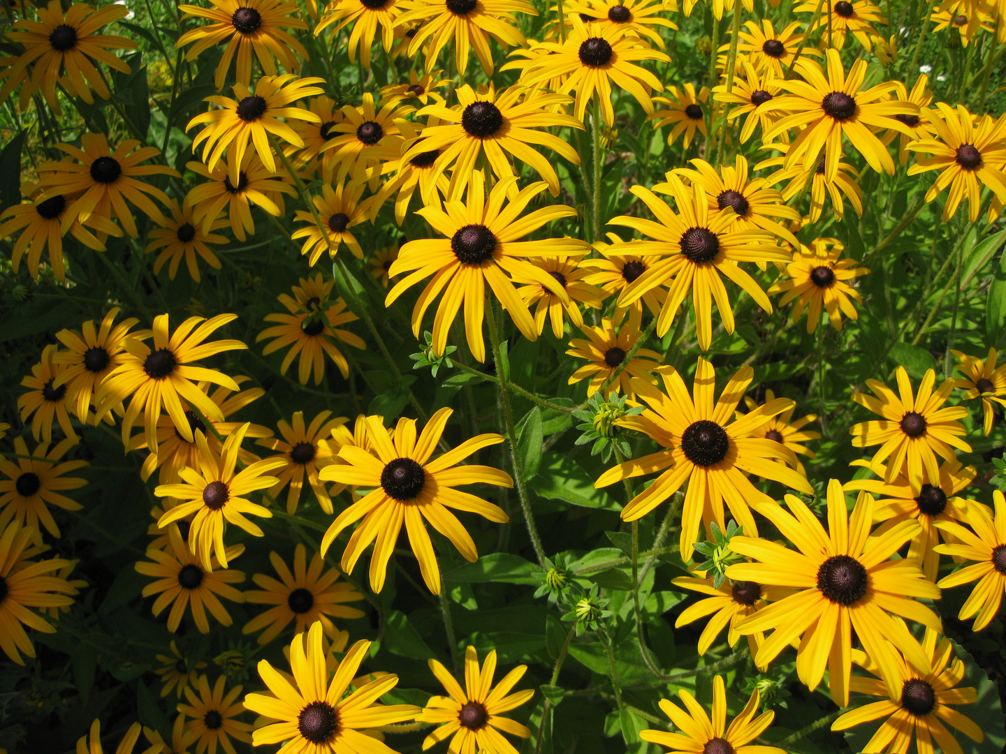 gelber Sonnenhut (Echinacea), 21.08.2021