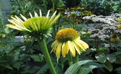 Gelber Sonnenhut (Echinacea)