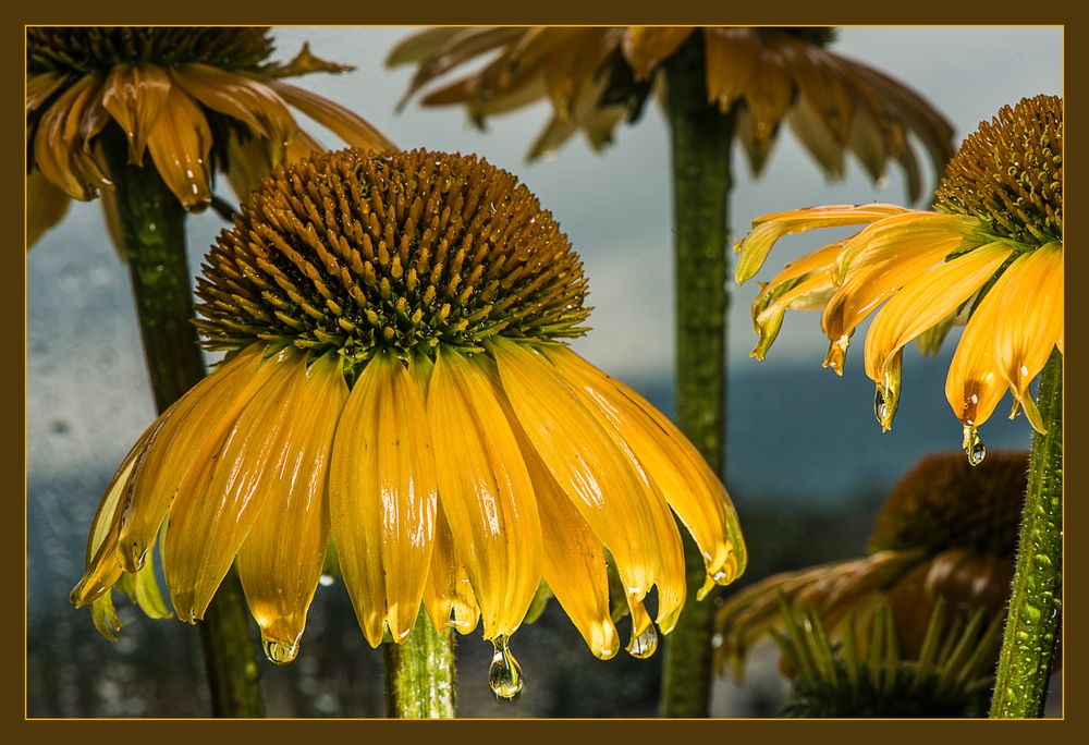 Gelber Sonnenhut im Regen Foto & Bild | natur, blüten, gelber sonnenhut ...
