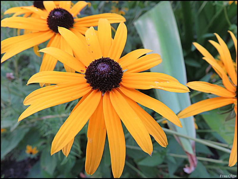 Gelber Sonnenhut leuchtet im Garten