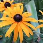 Gelber Sonnenhut leuchtet im Garten