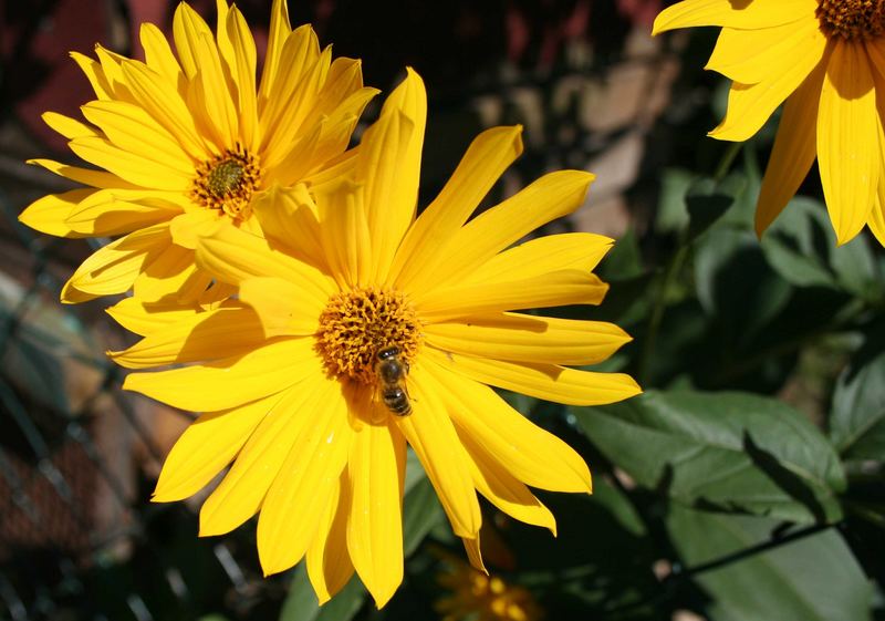 gelber Sonnenhut mit Besuch Foto & Bild | pflanzen, pilze & flechten, blüten- & kleinpflanzen ...
